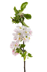 branch of apple tree with flowers isolated