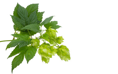 hop cones isolated