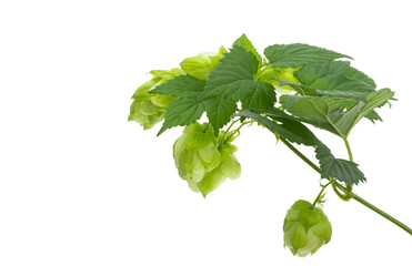 hop cones isolated