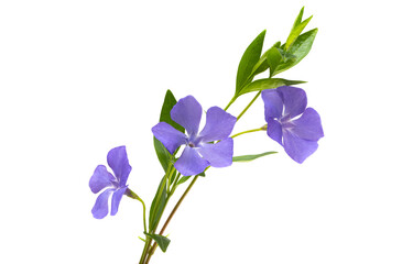 Fototapeta na wymiar periwinkle flowers isolated