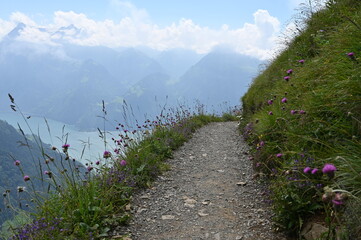 Wildflower hike in the Swiss Alps