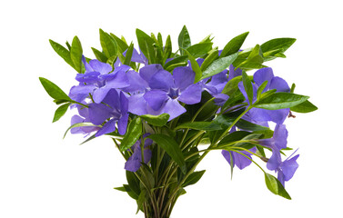periwinkle flowers isolated
