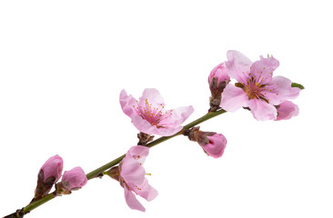sakura flowers isolated