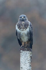 Common Buzzard Buteo buteo in close view
