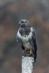 Common Buzzard Buteo buteo in close view