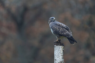 Common Buzzard Buteo buteo in close view