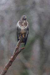 Common Buzzard Buteo buteo in close view