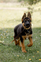 Happy German Shepherd puppy plays with a leash