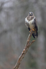 Common Buzzard Buteo buteo in close view