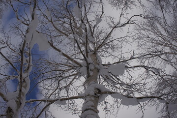 北海道の旭岳の風景