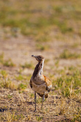 Ludwig's Bustard walking on the dusty riverbed in the Kgalagadi in South Africa