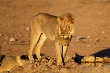 Fototapeta na wymiar Young Male lions drink at a waterhole in the Kalahari Desert, South Africa