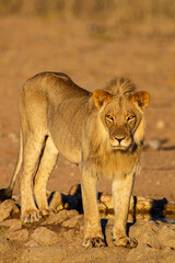 Young Male lions drink at a waterhole in the Kalahari Desert, South Africa
