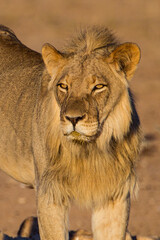 Young Male lions drink at a waterhole in the Kalahari Desert, South Africa