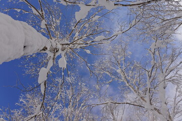 北海道の旭岳の風景