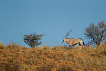 Gemsbok or oryx grazing in the Kalahari desert, South Africa