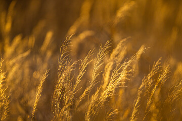 Kalahari Desert Grass glowing in the warm light of sunset in the Kgalagadi Transfrontier Park, South Africa