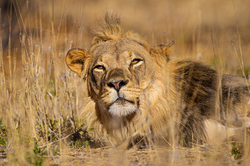 Young Male lions drink at a waterhole in the Kalahari Desert, South Africa