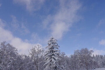 北海道の旭岳の風景