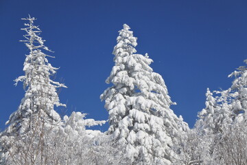 北海道の旭岳の風景