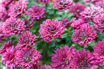 autumn chrysanthemums