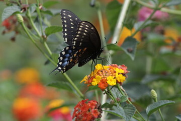 Swallowtail Butterfly