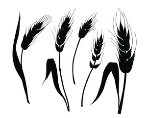 Wheat, cereals, spikelets. Set of vector illustrations