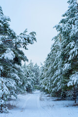 christmas panorama winter forest of pine and spruce in the snow on the branches. landscape