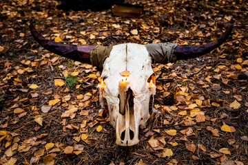 animal skull with horns, a symbol of Halloween, fear and mystical witchcraft on the yellow foliage of autumn forest. the concept of the Halloween holiday