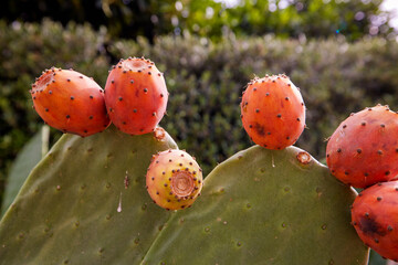 Prickly pear cactus (Opuntia ficus-indica, also known as Indian fig opuntia, barbary fig, cactus pear, spineless cactus) with sweet orange fruits tunas.