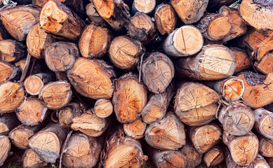 Logs stacked close-up.