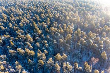 Beautiful winter scenery with sunrise over the tree tops of pine forest. Sunlight shines through the mist creating stunning aerial panorama. Moody winter day's landscape with warm sunlight.
