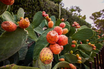 Prickly pear cactus (Opuntia ficus-indica, also known as Indian fig opuntia, barbary fig, cactus...