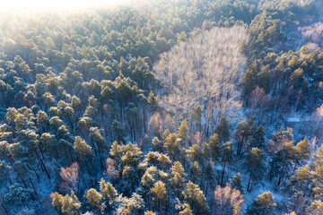 Fototapeta na wymiar Beautiful winter scenery with sunrise over the tree tops of pine forest. Sunlight shines through the mist creating stunning aerial panorama. Moody winter day's landscape with warm sunlight.