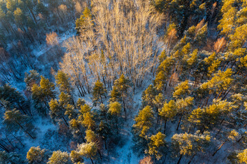 Aerial top view of winter pine forest in snow in sunny day