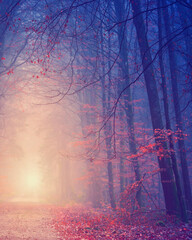 Autumn forest in sunset - 469725891
