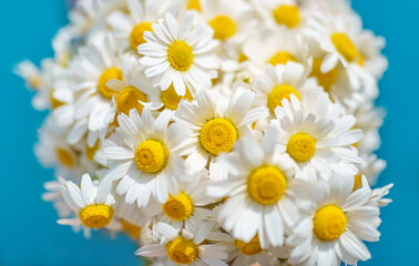 Cute Bouquet of daisies on a blue background. Beautiful bouquet of chamomile. Selective focus.