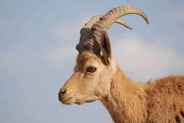 Ibex portrait, Mitzpe Ramon at the crater Machtesh Ramon, Israel, wildlife in the desert