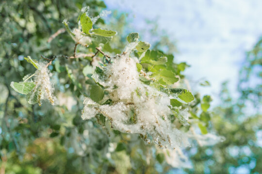 Poplar Fluff White Cotton Stock Photo, Picture and Royalty Free Image.  Image 81506292.