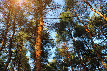 The tops of an artificial pine forest in the rays of sunset in the south of Ukraine Europe, planted during the USSR period