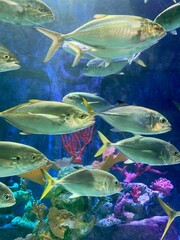 Silvery fish in an aquarium