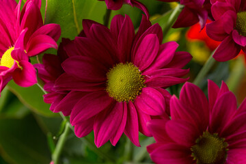 maroon purple pink blooms of Chrysanthemum flowers in bouquet autumn, floral wallpaper background