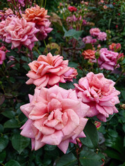 pink rose garden