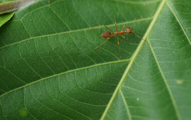 Selective focus at a red ant walking on a green leaf