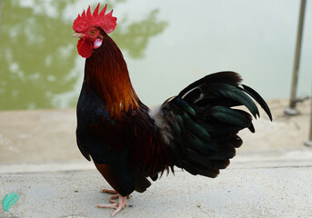 A brightly colored male bantam standing by the water alone