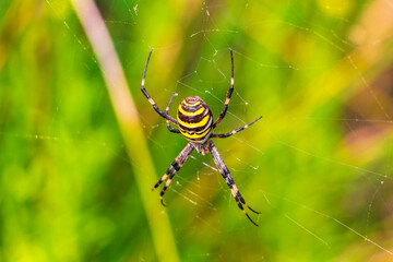 Wasp spider Argiope bruennichi black and yellow in Mallorca Spain.