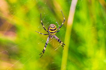 Wasp spider Argiope bruennichi black and yellow in Mallorca Spain.