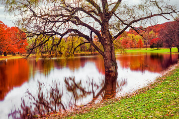 The tree is now in the lake at Otsiningo Park in Binghamton in Broome County in Upstate NY, due to the heavy rains. Hard to tell what is tree and what is the reflection.