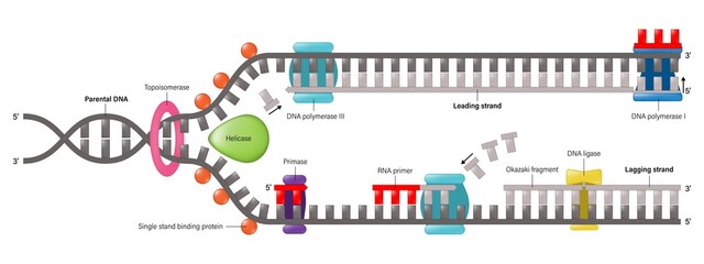 Diagram of DNA replication. Synthesis of leading strand and lagging strand during DNA replication. - obrazy, fototapety, plakaty
