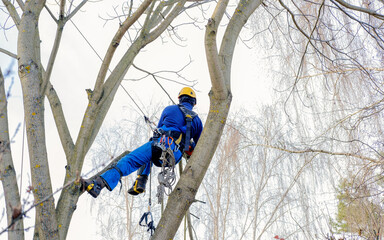 cutting professional, arborist trained in pruning, cutting back, removing leafless mature tree branches safely. tree surgeon working using chainsaw, multiple ropes, equipment. hanging among branches